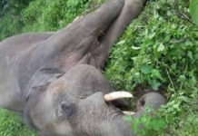 जलथल जंगलमा जंगली हात्ती मृत फेला