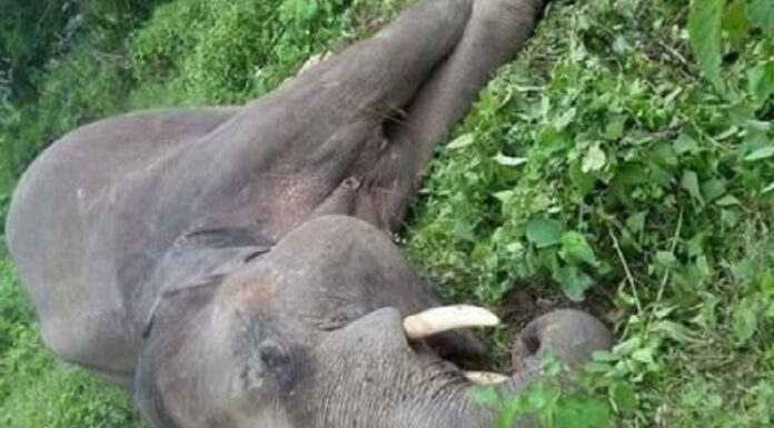 जलथल जंगलमा जंगली हात्ती मृत फेला