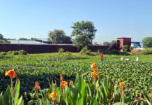 झापा कारागारको ढलले स्थानीयबासी समस्यामा नम्बरी जमिन सिमसार बन्यो