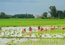 झापामा चैत धान रोपाइँ सुरु, क्षेत्रफल घट्दै