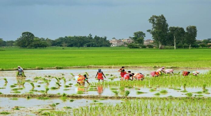 झापामा चैत धान रोपाइँ सुरु, क्षेत्रफल घट्दै