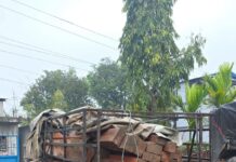 चिरान काठ सहित पिकअप, चालक र सहचालक पक्राउ