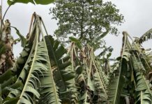 हावाहुरीका कारण झापामा कृषि क्षेत्रमा ठूलो क्षति, मकै र केरा खेती नष्ट