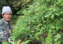 धवलागिरिकोे माकुसका किसान व्यावसायिक जडीबुटीखेतीमा आकर्षित