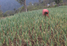 सडक पहुँचसँगै लसुनखेतीमा आकर्षित