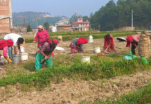 आलु उत्पादक किसान भन्छन्, ‘खनौँ भाउ छैन, नखनौँ कुहिने डर छ’