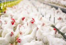 बर्ड फ्लूको जोखिम देखिएपछि भारतीय सीमामा उच्च सर्तकता