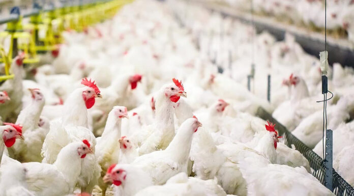 तीन जिल्लामा बर्ड फ्लू सङ्क्रमणः ८५ हजार कुखुरा नष्ट