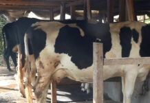 पौवादुङमाका किसान उद्यममा जोडिदै