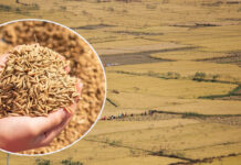 किसानले चैते धानको उचित मूल्य पाएनन्