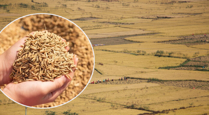 किसानले चैते धानको उचित मूल्य पाएनन्