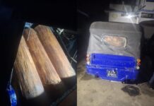 बुद्धशान्तिमा सालको काँचो गोलियासहित अटो र चालक पक्राउ