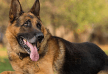 चितवन राष्ट्रिय निकुञ्जमा सुरक्षार्थ तालिमप्राप्त कुकुर परिचालन