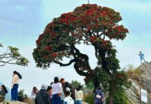 गुराँस हेर्न रायराँयकोट