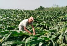 केरा खेतीको बिमा नहुँदा किसान मारमा