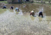 किसान चैतेधान रोप्नमा व्यस्त