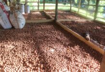 रुद्राक्ष खेतीबाट मनग्य आम्दानी