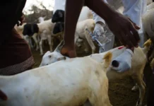 बाख्रामा ‘पिपीआर’ रोगको सङ्क्रमण पुष्टि