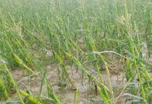 असिनापानी र हावाहुरीको असर: झापाको कृषि क्षेत्रमा ३ अर्ब बढी क्षति