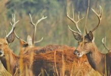 शुक्लाफाँटा राष्ट्रिय निकुञ्जमा बाह्रसिङ्गा गणना सुरु