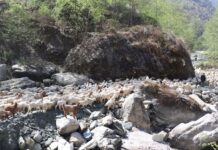 म्याग्दीका पशुगोठ गर्मी छल्न लेक उक्लन थाले