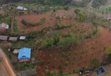 लुङ्गिनका किसान व्यावसायिक सुन्तला खेतीमा आकर्षित