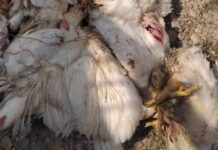 कैलालीमा मरेको कुखुराको मासु खाँदा दुई बालकको मृत्यु