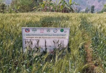 पर्वतमा गहुँबालीको प्रजनन बिउ उत्पादन गरिँदै