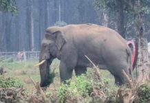 हात्तीको उपद्रो रोक्न भत्किएका विद्युतीय घेराबेरा मर्मत गरिँदै