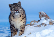 उपल्लो मुस्ताङमा हिमचितुवाको आक्रमणबाट २१ भेडाच्याङ्ग्रा मरे