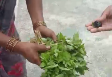 पाटाको सागमा ब्राउन सुगर लुकाएपछि…