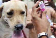 रेबिज नियन्त्रण गर्न कुकुर–बिरालो बन्ध्याकरण अभियान