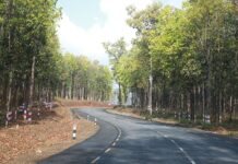 मदनभण्डारी राजमार्गः १३ हजार रुख कटान